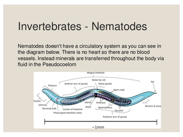 Animal circulatory system