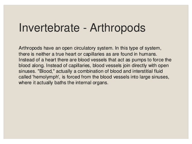 Animal circulatory system