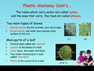 Plants Anatomy Cont’s… 
The tubes which carry water are called xylem, 
and the ones that carry the food are called phloem. 
• Two main types of leaves 
1. Needle leaves are thin pointed, and very tough. 
2. Broad leaves, are wider and expose more 
Processes of Life USF/NSF/STARS 10 
surface to the sun. 
(1) (2) 
• Main parts of a leaf 
3. Central stalk called the “petiole”. 
4. Lamina is the blade of a leaf. 
5. Veins carry the water and food. 
6. Tiny holes microscopic in size, 
called “stomates”. 
7. Midrib is the central rib of a leaf. 
(3 to 7) 
 