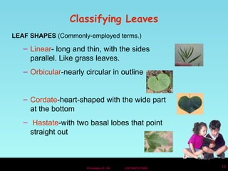 Classifying Leaves 
LEAF SHAPES (Commonly-employed terms.) 
– Linear- long and thin, with the sides 
parallel. Like grass leaves. 
– Orbicular-nearly circular in outline 
– Cordate-heart-shaped with the wide part 
at the bottom 
– Hastate-with two basal lobes that point 
straight out 
Processes of Life USF/NSF/STARS 13 
 