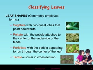 Classifying Leaves 
LEAF SHAPES (Commonly-employed 
terms.) 
– Sagittate-with two basal lobes that 
point backwards 
– Peltate-with the petiole attached to 
the center of the underside of the 
blade 
– Perfoliate-with the petiole appearing 
to run through the center of the leaf 
– Terete-circular in cross-section. 
Processes of Life USF/NSF/STARS 14 
 