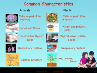 Common Characteristics 
Animals Plants 
Cells as part of the 
anatomy 
Cells as part of the 
anatomy 
Arteries and Veins Xylem and phloem, 
roots 
Reproductive System 
Processes of Life USF/NSF/STARS 15 
Eggs 
Reproductive System, 
Seeds 
Respiratory System Respiratory System 
Skeletal Structure Branches, Leaves, 
Stem 
 