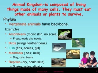 Animal Kingdom-is composed of living 
things made of many cells. They must eat 
other animals or plants to survive. 
Phylum 
• Vertebrate animals have backbone. 
Examples 
• Amphibians (moist skin, no scale) 
– Frogs, toads and newts. 
• Birds (wings,feather,beak) 
• Fish (fins, scales, gill) 
• Mammals ( hair, milk) 
Processes of Life USF/NSF/STARS 4 
– Dog, cats, bears. 
• Reptiles (dry, scale skin) 
– Snakes, turtles, alligator. 
 