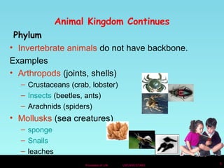 Animal Kingdom Continues 
Phylum 
• Invertebrate animals do not have backbone. 
Examples 
• Arthropods (joints, shells) 
– Crustaceans (crab, lobster) 
– Insects (beetles, ants) 
– Arachnids (spiders) 
• Mollusks (sea creatures) 
Processes of Life USF/NSF/STARS 5 
– sponge 
– Snails 
– leaches 
 
