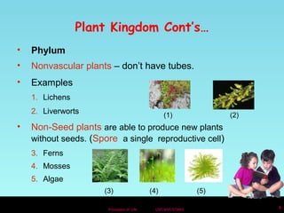 Plant Kingdom Cont’s… 
• Phylum 
• Nonvascular plants – don’t have tubes. 
• Examples 
(1) (2) 
Processes of Life USF/NSF/STARS 8 
1. Lichens 
2. Liverworts 
• Non-Seed plants are able to produce new plants 
without seeds. (Spore a single reproductive cell) 
3. Ferns 
4. Mosses 
5. Algae 
(3) (4) (5) 
 