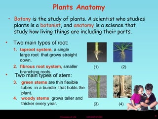 Plants Anatomy 
• Botany is the study of plants. A scientist who studies 
plants is a botanist, and anatomy is a science that 
study how living things are including their parts. 
• Two main types of root: 
1. taproot system, a single 
large root that grows straight 
down. 
2. fibrous root system, smaller 
Processes of Life USF/NSF/STARS 9 
branching roots. 
(1) (2) 
• Two main types of stem: 
3. green stems are thin flexible 
tubes in a bundle that holds the 
plant. 
4. woody stems grows taller and 
thicker every year. (3) (4) 
 