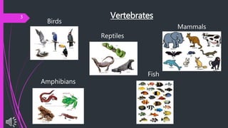 Vertebrates3
Mammals
Birds
Fish
Reptiles
Amphibians
 