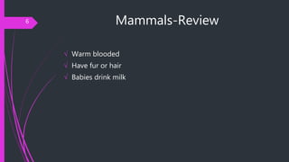 Mammals-Review
√ Warm blooded
√ Have fur or hair
√ Babies drink milk
6
 