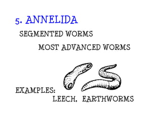 Animal classification | PPT
