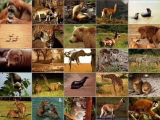 Animal classification | PPTX