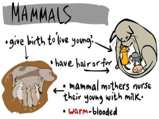 Animal Classification G1 Life Science | PPTX