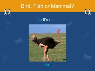 Animal Classification G1 Life Science | PPTX