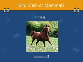 Animal Classification G1 Life Science | PPTX