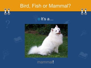 Animal Classification G1 Life Science | PPTX