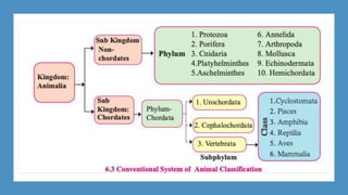 Animal Subclasses Animal classification | PPTX