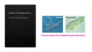 Animal classification | PPTX