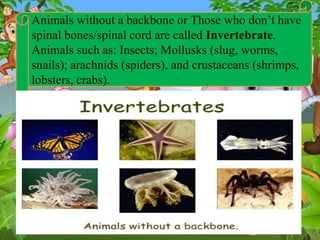 Animal classification | PPSX