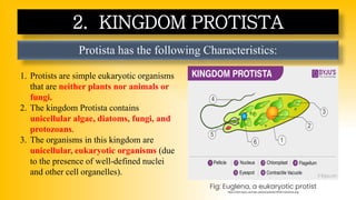 Protista has the following Characteristics:
2. KINGDOM PROTISTA
1. Protists are simple eukaryotic organisms
that are neither plants nor animals or
fungi.
2. The kingdom Protista contains
unicellular algae, diatoms, fungi, and
protozoans.
3. The organisms in this kingdom are
unicellular, eukaryotic organisms (due
to the presence of well-defined nuclei
and other cell organelles).
Fig: Euglena, a eukaryotic protist
https://cdn1.byjus.com/wp-content/uploads/2018/11/protista.png
 