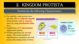 Protista has the following Characteristics:
2. KINGDOM PROTISTA
6. For mobility, some protists have
hair-like cilia or whip-like flagella.
Some protists, such as Amoeba,
move by using pseudopodia (fake
feet).
7. Flagella has a 9+2 microtubular
organization pattern.
8. Protista reproduces by asexual
means. The sexual method of
reproduction is extremely rare and
occurs only during times of stress.
https://hi-static.z-dn.net/files/d93/6d9985643e32b33b4ab7f18b3ed62004.png
https://images.app.goo.gl/HPYQFLjBfZ4Uys6VA
 