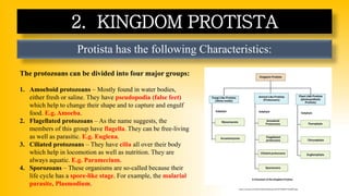 Protista has the following Characteristics:
2. KINGDOM PROTISTA
The protozoans can be divided into four major groups:
1. Amoeboid protozoans – Mostly found in water bodies,
either fresh or saline. They have pseudopodia (false feet)
which help to change their shape and to capture and engulf
food. E.g. Amoeba.
2. Flagellated protozoans – As the name suggests, the
members of this group have flagella. They can be free-living
as well as parasitic. E.g. Euglena.
3. Ciliated protozoans – They have cilia all over their body
which help in locomotion as well as nutrition. They are
always aquatic. E.g. Paramecium.
4. Sporozoans – These organisms are so-called because their
life cycle has a spore-like stage. For example, the malarial
parasite, Plasmodium.
https://i.pinimg.com/736x/53/e8/1a/53e81aeecdf7cf5279e6993773ed0476.jpg
 