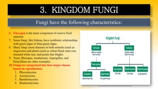Fungi have the following characteristics:
3. KINGDOM FUNGI
6. Glycogen is the main component of reserve food
material.
7. Some fungi, like lichens, have symbiotic relationships
with green algae or blue-green algae.
8. Many fungi cause diseases in both animals (such as
ringworm) and plants (such as wheat black stem rust,
mustard white rust, and potato late blight).
9. Yeast, Rhizopus, mushrooms, Aspergillus, and
Penicillium are other examples.
10. Fungi are categorized into four major classes
based on reproduction:
1. Phycomycetes
2. Ascomycetes
3. Basidiomycetes
4. Deuteromycetes
https://media.geeksforgeeks.org/wp-content/uploads/20231003171041/Classification-of-Fungi.png
 