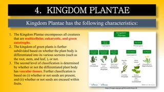 Kingdom Plantae has the following characteristics:
4. KINGDOM PLANTAE
1. The Kingdom Plantae encompasses all creatures
that are multicellular, eukaryotic, and green
autotrophs.
2. The kingdom of green plants is further
subdivided based on whether the plant body is
differentiated into its various sections (such as
the root, stem, and leaf, ), or not.
3. The second level of classification is determined
by whether or not the differentiated plant body
has vascular tissues. Further classification is
based on (i) whether or not seeds are present,
and (ii) whether or not seeds are encased within
fruits.
https://images.app.goo.gl/McLasZ6CiDtqJry78
 