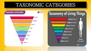 TAXONOMIC CATEGORIES
 