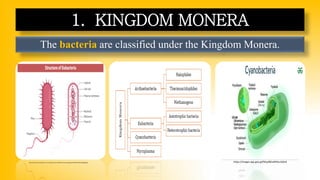 The bacteria are classified under the Kingdom Monera.
1. KINGDOM MONERA
https://encrypted-tbn0.gstatic.com/images?q=tbn:ANd9GcTOLmuAeFywgug3aVvRDD7S3OOZ5P3X9gg0vg&s https://images.app.goo.gl/fWyaf6EwRhNu1QXs9
 