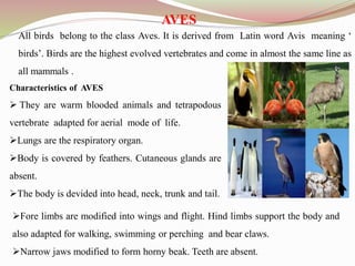 AVES
All birds belong to the class Aves. It is derived from Latin word Avis meaning ‘
birds’. Birds are the highest evolved vertebrates and come in almost the same line as
all mammals .
Characteristics of AVES
 They are warm blooded animals and tetrapodous
vertebrate adapted for aerial mode of life.
Lungs are the respiratory organ.
Body is covered by feathers. Cutaneous glands are
absent.
The body is devided into head, neck, trunk and tail.
Fore limbs are modified into wings and flight. Hind limbs support the body and
also adapted for walking, swimming or perching and bear claws.
Narrow jaws modified to form horny beak. Teeth are absent.
 