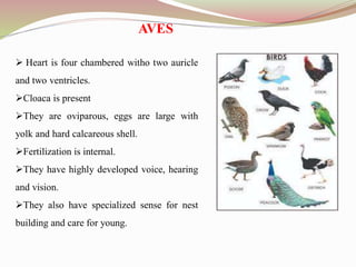 AVES
 Heart is four chambered witho two auricle
and two ventricles.
Cloaca is present
They are oviparous, eggs are large with
yolk and hard calcareous shell.
Fertilization is internal.
They have highly developed voice, hearing
and vision.
They also have specialized sense for nest
building and care for young.
 