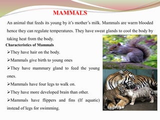 MAMMALS
An animal that feeds its young by it’s mother’s milk. Mammals are warm blooded
hence they can regulate temperatures. They have sweat glands to cool the body by
taking heat from the body.
Characteristics of Mammals
They have hair on the body.
Mammals give birth to young ones
They have mammary gland to feed the young
ones.
Mammals have four legs to walk on.
They have more developed brain than other.
Mammals have flippers and fins (If aquatic)
instead of legs for swimming.
 