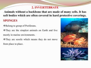 2. INVERTEBRATE
Animals without a backbone that are made of many cells. It has
soft bodies which are often covered in hard protective coverings.
Belong to group of Poriferans.
They are the simplest animals on Earth and live
mostly in marine environments.
They are sessile which means they do not move
from place to place.
SPONGES
 
