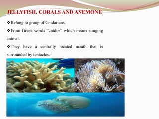 Belong to group of Cnidarians.
From Greek words “cnidos” which means stinging
animal.
They have a centrally located mouth that is
surrounded by tentacles.
JELLYFISH, CORALS AND ANEMONE
 