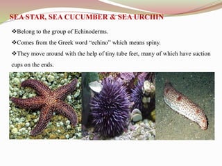 Belong to the group of Echinoderms.
Comes from the Greek word “echino” which means spiny.
They move around with the help of tiny tube feet, many of which have suction
cups on the ends.
SEA STAR, SEA CUCUMBER & SEA URCHIN
 