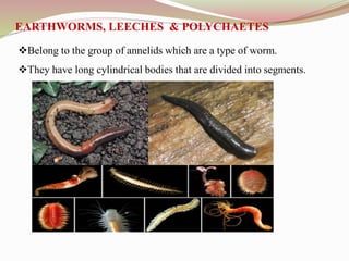 Belong to the group of annelids which are a type of worm.
They have long cylindrical bodies that are divided into segments.
EARTHWORMS, LEECHES & POLYCHAETES
 