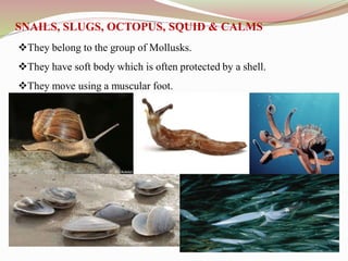 They belong to the group of Mollusks.
They have soft body which is often protected by a shell.
They move using a muscular foot.
SNAILS, SLUGS, OCTOPUS, SQUID & CALMS
 