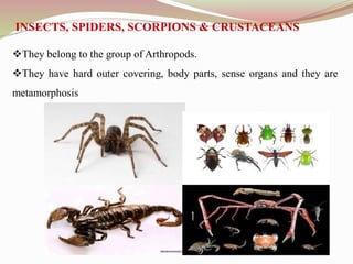 They belong to the group of Arthropods.
They have hard outer covering, body parts, sense organs and they are
metamorphosis
INSECTS, SPIDERS, SCORPIONS & CRUSTACEANS
 