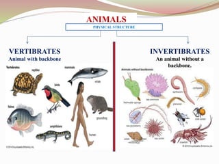 ANIMALS
VERTIBRATES
Animal with backbone
INVERTIBRATES
An animal without a
backbone.
PHYSICAL STRUCTURE
 