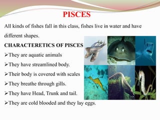 PISCES
All kinds of fishes fall in this class, fishes live in water and have
different shapes.
CHARACTERETICS OF PISCES
They are aquatic animals
They have streamlined body.
Their body is covered with scales
They breathe through gills.
They have Head, Trunk and tail.
They are cold blooded and they lay eggs.
 