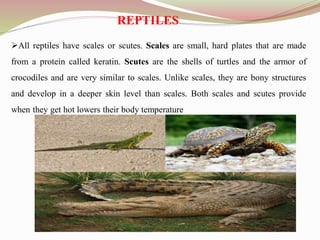 REPTILES
All reptiles have scales or scutes. Scales are small, hard plates that are made
from a protein called keratin. Scutes are the shells of turtles and the armor of
crocodiles and are very similar to scales. Unlike scales, they are bony structures
and develop in a deeper skin level than scales. Both scales and scutes provide
when they get hot lowers their body temperature
 