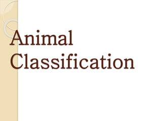 Animal
Classification
 