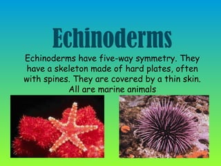 Animal classification invertebrates 5th grade | PPT