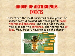 GROUP OF ARTHROPODS
INSECTS
Insects are the most numerous animal group. An
insect body id divided into three parts: head,
...