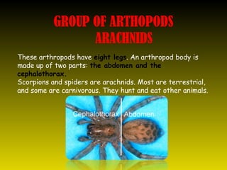 Animal classification invertebrates 5th grade