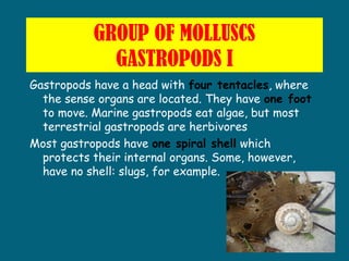 GROUP OF MOLLUSCS
GASTROPODS I
Gastropods have a head with four tentacles, where
the sense organs are located. They have o...