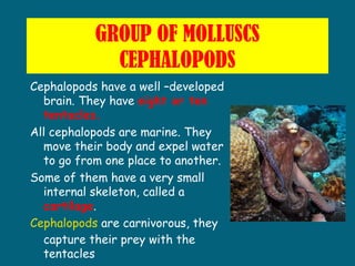 GROUP OF MOLLUSCS
CEPHALOPODS
Cephalopods have a well –developed
brain. They have eight or ten
tentacles.
All cephalopods ...