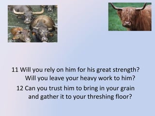  11 Will you rely on him for his great strength? 
       Will you leave your heavy work to him? 
 12 Can you trust him to bring in your grain 
       and gather it to your threshing floor? 

 