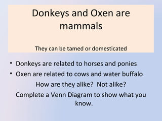 Donkeys and Oxen are 
mammals
They can be tamed or domesticated

• Donkeys are related to horses and ponies
• Oxen are related to cows and water buffalo
How are they alike?  Not alike?
Complete a Venn Diagram to show what you 
know.

 