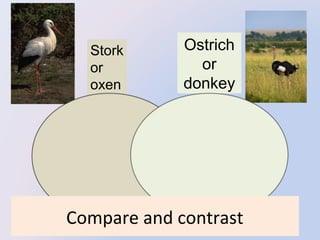 Stork
or
oxen

Ostrich
or
donkey

Compare and contrast

 