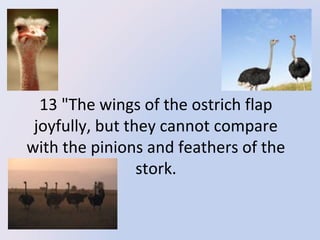 13 "The wings of the ostrich flap 
joyfully, but they cannot compare 
with the pinions and feathers of the 
stork.

 